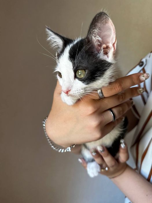 Котики з Оріхова шукають батьків
