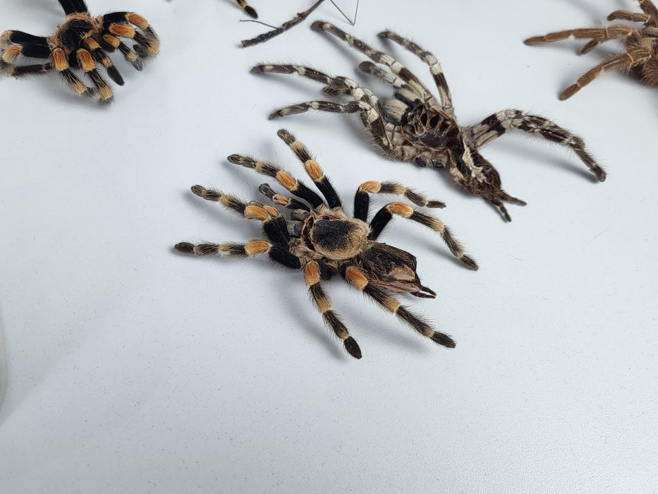 Wylinki ptaszników kilkadziesiąt sztuk