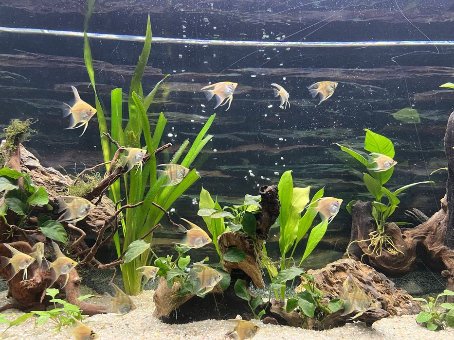 Aquario 540 litros