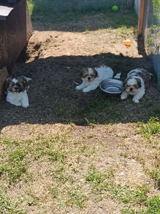 Szczeniaki shih tzu