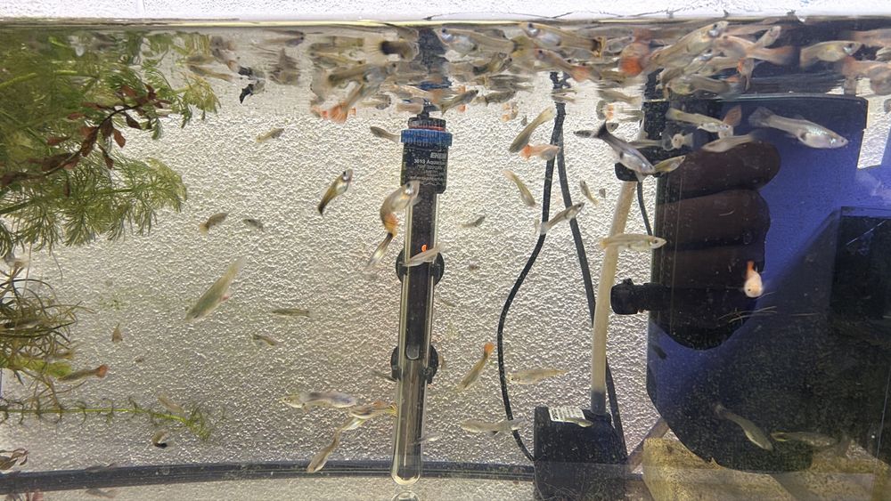 Peixes Ornamentais à Venda – Guppy, Platy e Molinésia