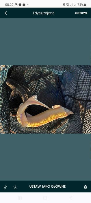 Narybek kroczek karaś