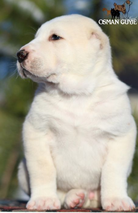 Хлопчик САВ Середньоазіатської вівчарки алабай