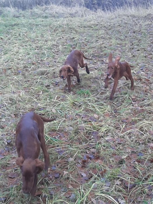 Seter irlandzki mahoniowy