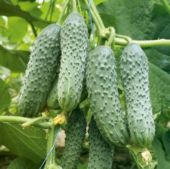 Продаються огірки