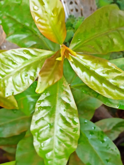 Ora-pro-nobis, pereskia aculeata, trepadeira, planta medicinal