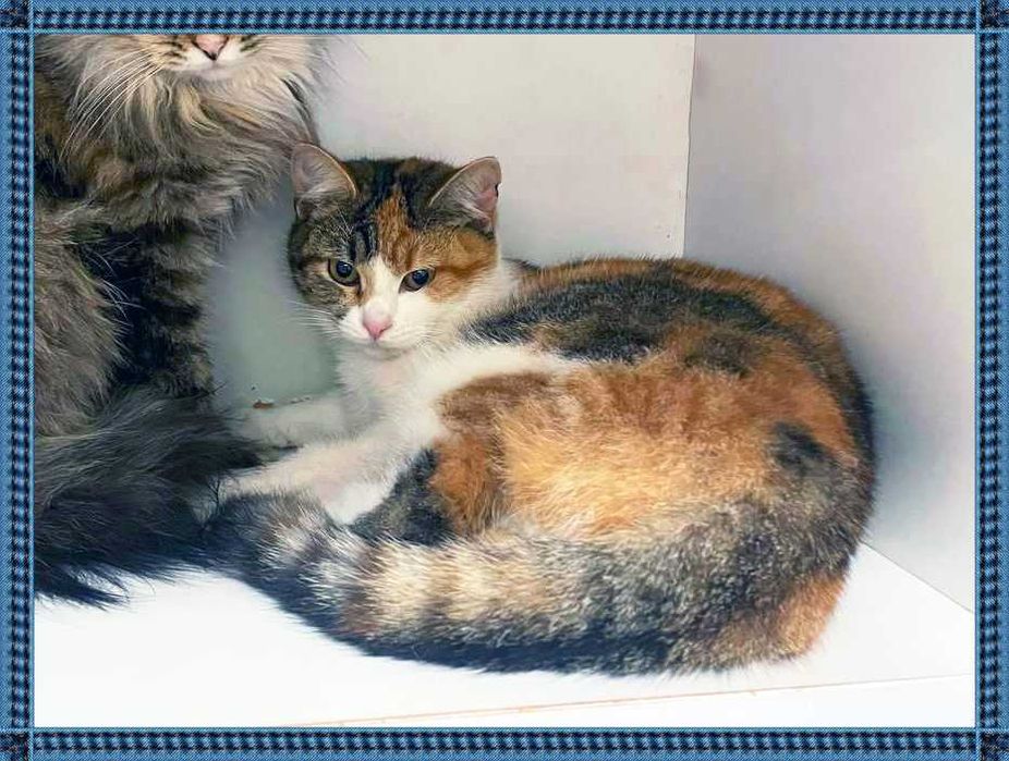 Золота дитина, привезена з війни, кішечка Періс, кішка 10 міс