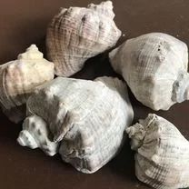 Ракушки, рапани, сухі, чисті.