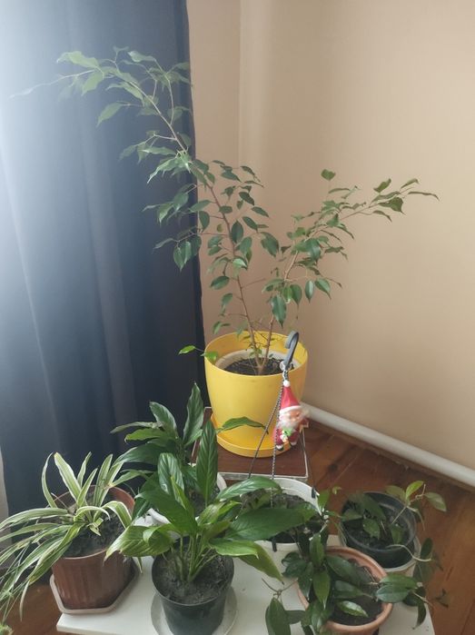 Продам квіти кімнатні