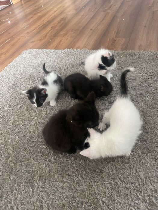 Kocięta, oddam za darmo w dobre ręce