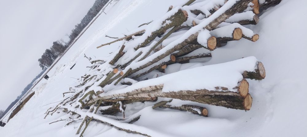 Drzewo opałowe iglaste i liściaste