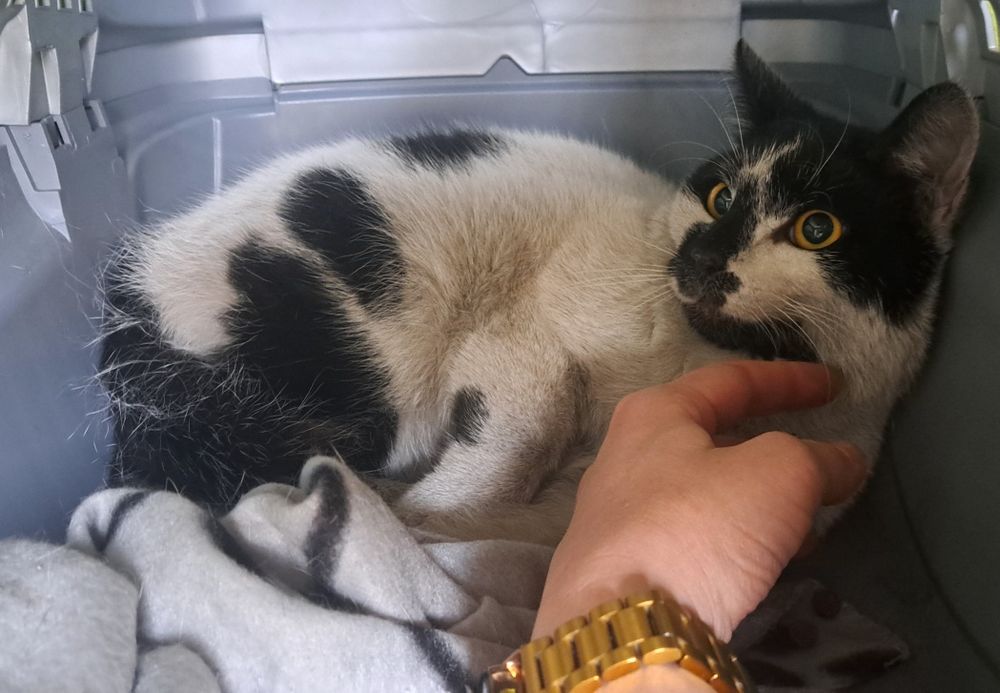 Młody kocurek szuka domu