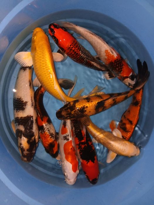 Carpas koi selecção premium