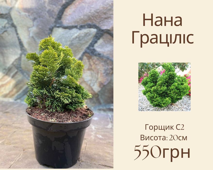 Айс Брейкер Магнолія Бізарро Прокумбенс Глаука Глобоза Сосна Міні Мопс Кипарисовик Нана Граціліс ланшафтний дизайн