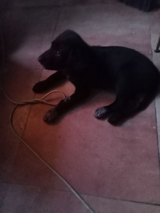 Cachorrinho para adoção