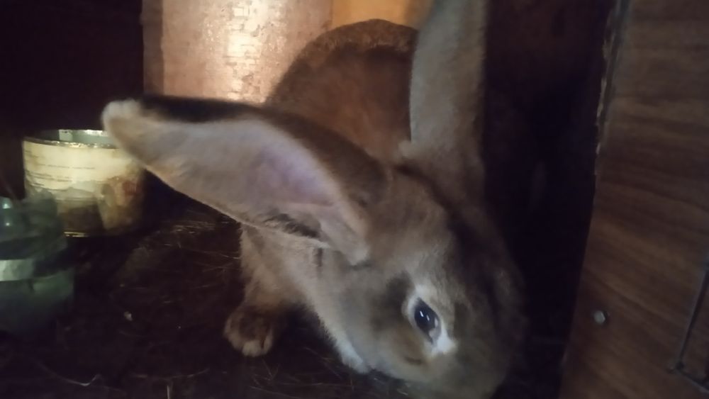 Продам кроликов .молодняк.