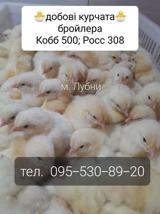 Курчата бройлера