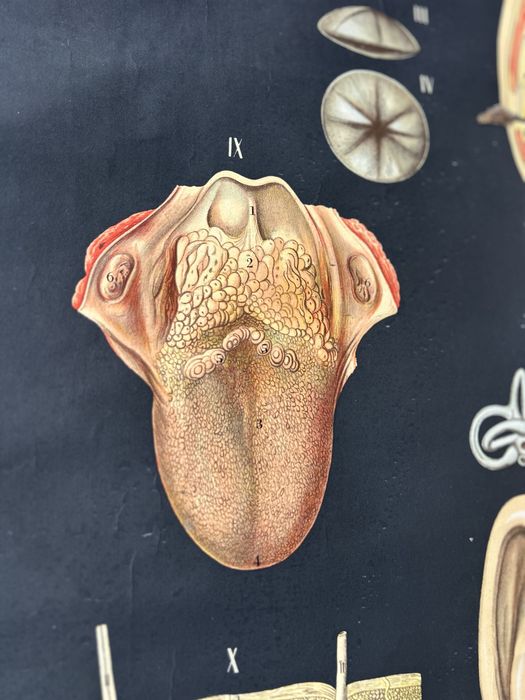 Poster escolar sobre anatomia