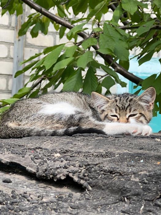 Киця і три малюка шукають дім