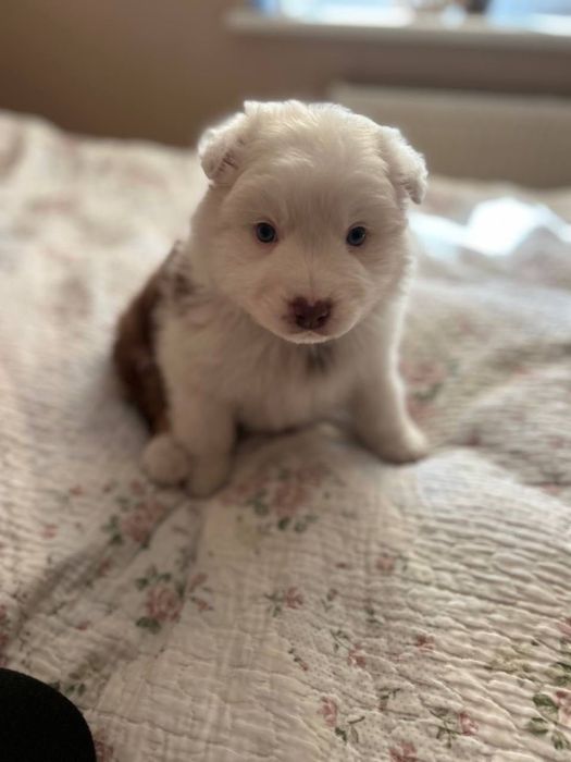 Цецунята Ауссі хлопчики