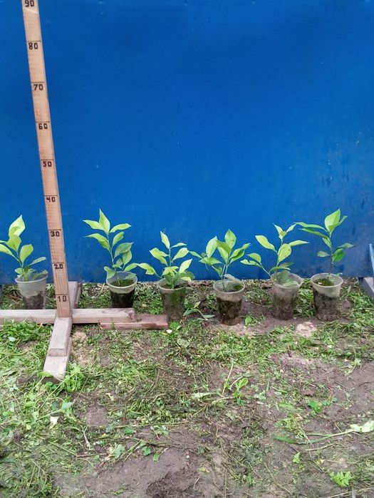 Молоді  лимони .