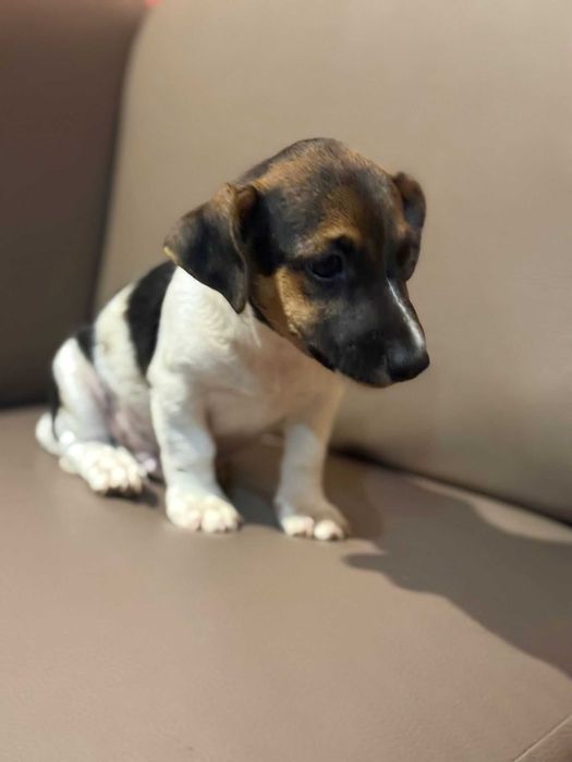 Jack russell terrier