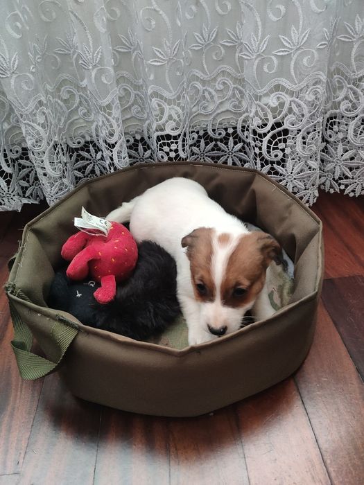 Jack Russell Terrier