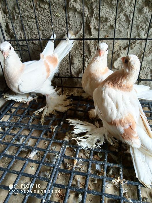 Blauwindry z26 młode