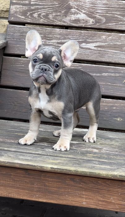 Хлопчик Француз голубий з підпалом