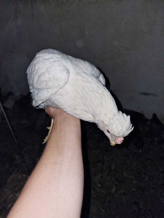 NIOSKI młode od Hodowcy ! Kury zdrowe z jajkiem ! PROMOCJA ! Zapraszam