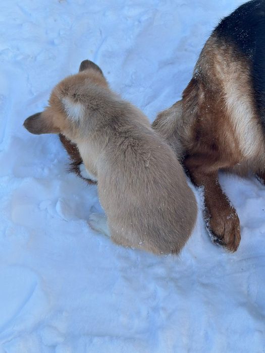 Коргі цуценята чудові малята хлопчики і дівчатка