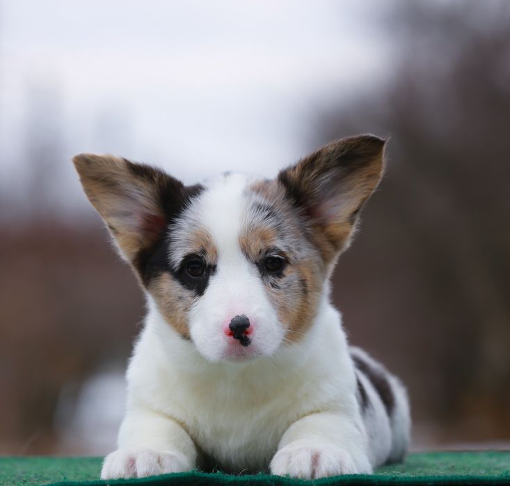 Дівчинка вельш коргі кардиган