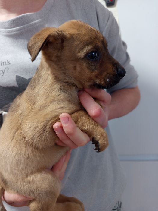 Продаются маленькие щенки