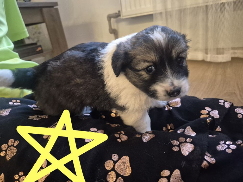 Цуцики в добрі руки