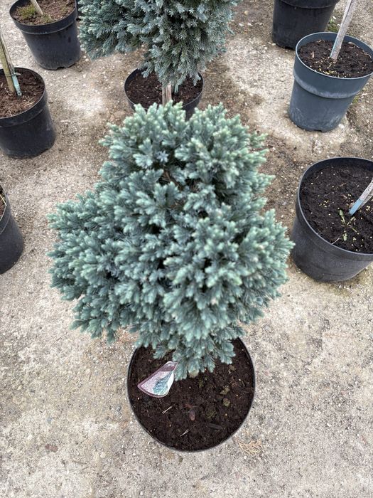 Jałowiec  na pniu ( Juniperus squamata blue star)