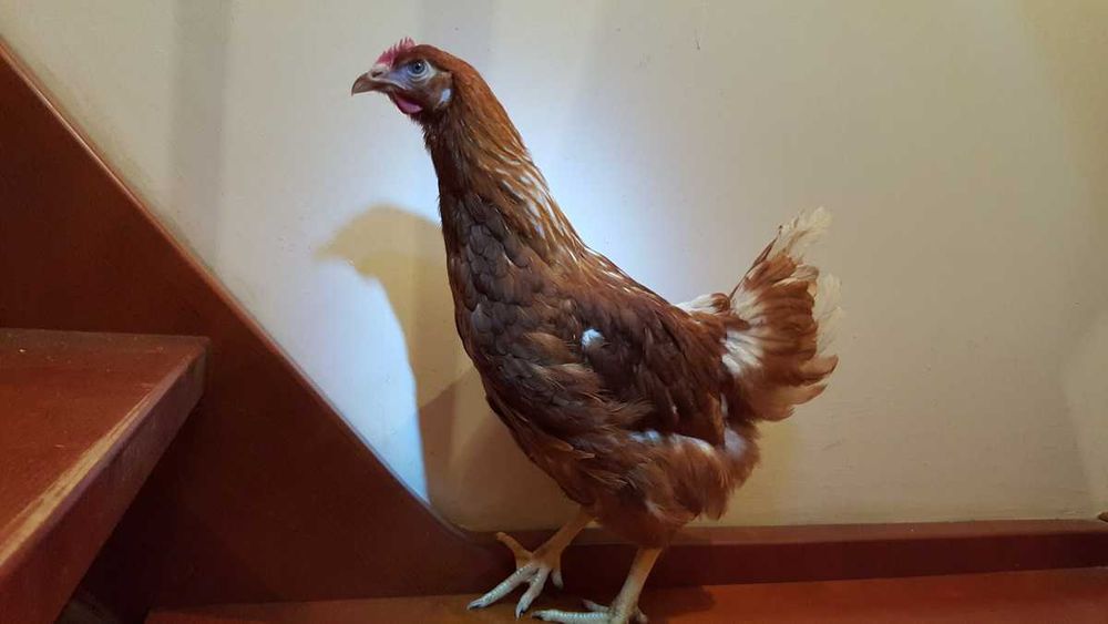 Kurki kokoszki nioski Tetra brązowa odchowana dostawa Gratis