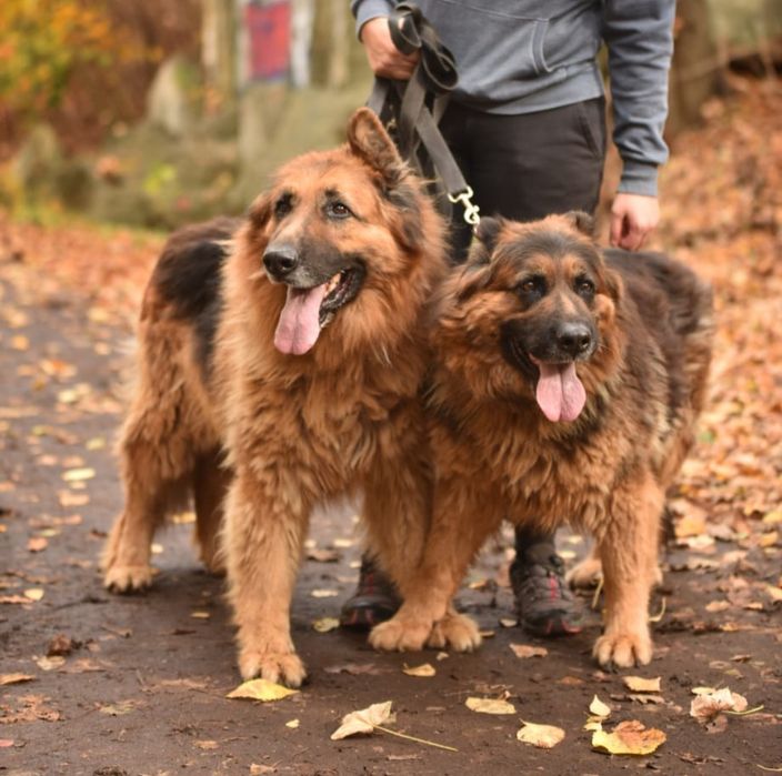 Duża suczka owczarek niemiecki do adopcji