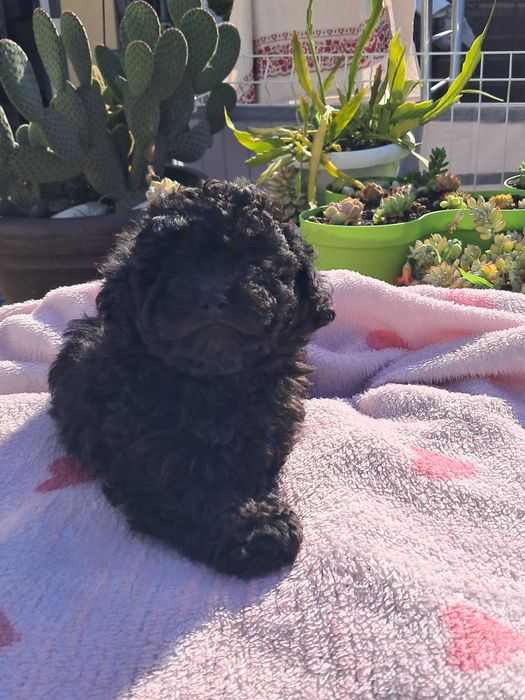 Caniche toy femea