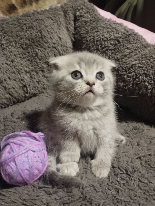 Британські вісловухі малюки готові до люблячої сім'ї