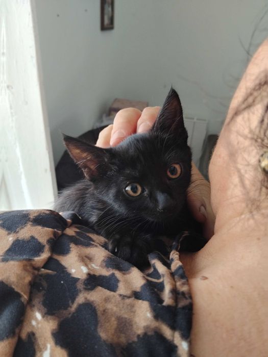 Gatinha para adoção