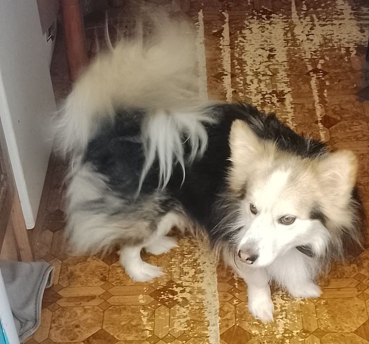 Песик Дік хатній красунчик, дуже розумний