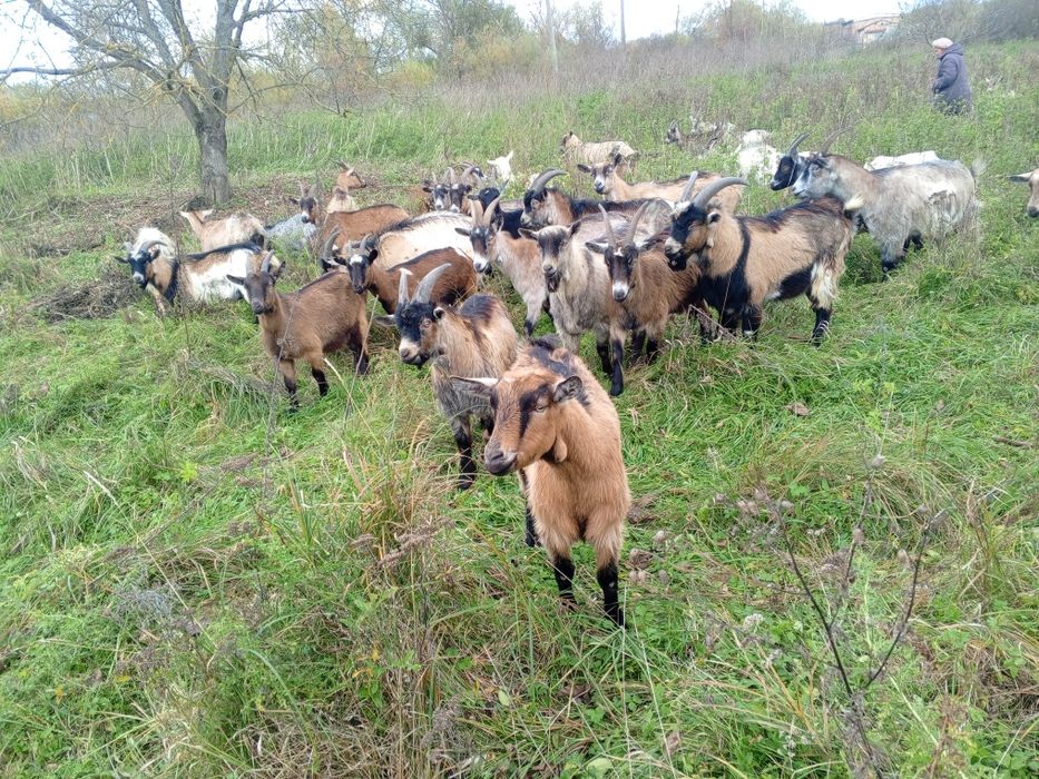 Продам стадо ціна договірна
