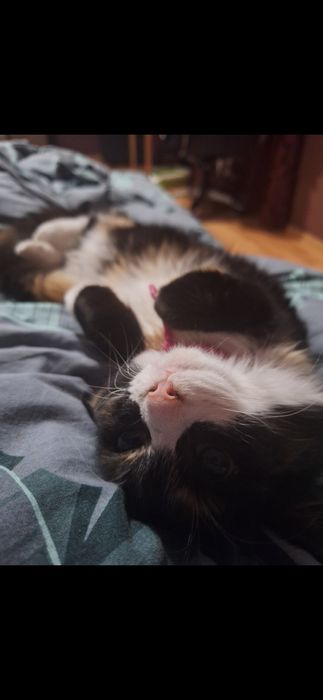 Віддам в хороші руки