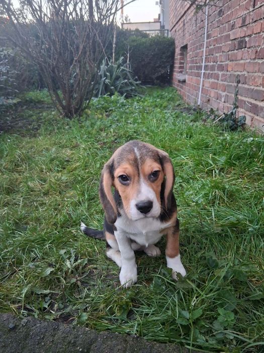 Beagle suczka szczeniak