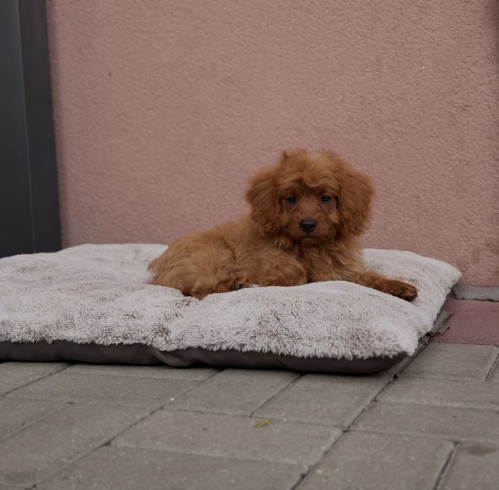 Cavapoo chłopak misiaki