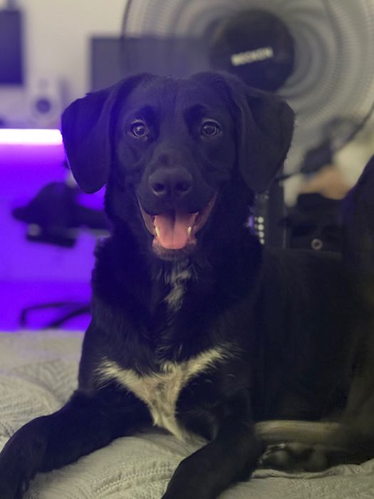 Adoção responsável, Cadela porte Médio