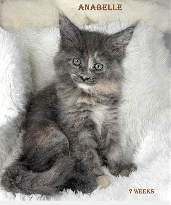 Koteczka maine coon łagodne olbrzymy piękne linie