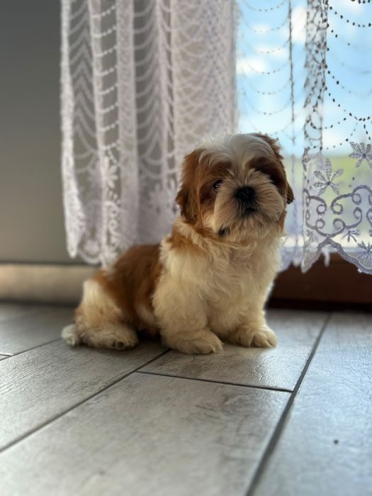 Shih-tzu  piekny piesek z rodowodem + wyprawka