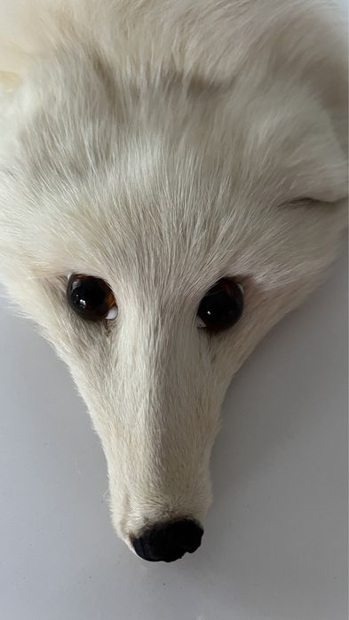 Bialły naturalny lis z poszewką, nieniszony,