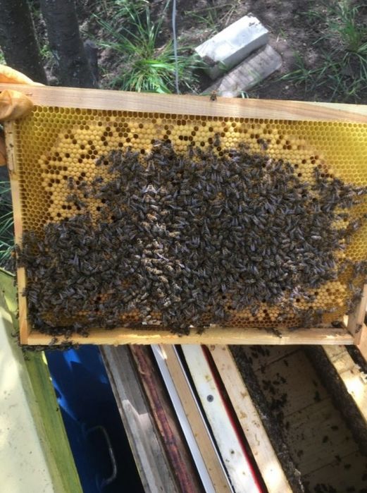 Продам пчелопакеты Карника